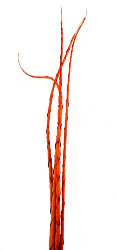 TROPICKÝ LIST*4 SPIRÁLA ČERVENÁ120