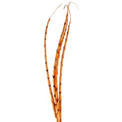 TROPICKÝ LIST*4 SPIRÁLA TERRA120