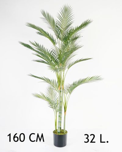 ZLATÁ PALMA 4KMEŇŮ/32L.160CM