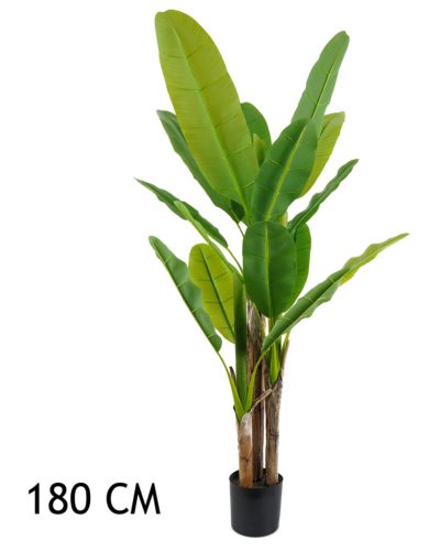 BANÁN STROM ZELENÝ 3KMEŇ  180CM