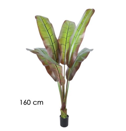 BANÁN STROM JAPONSKÝ         160CM