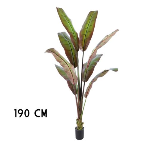 BANÁN STROM JAPONSKÝ         190CM