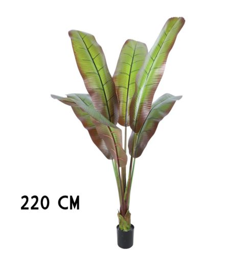 BANÁN STROM JAPONSKÝ         220CM